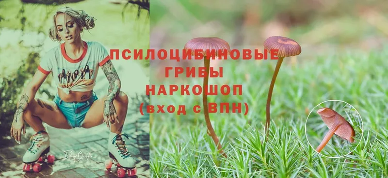 Псилоцибиновые грибы Psilocybine cubensis  Полярный 